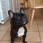 Photo de Bouledogue franais