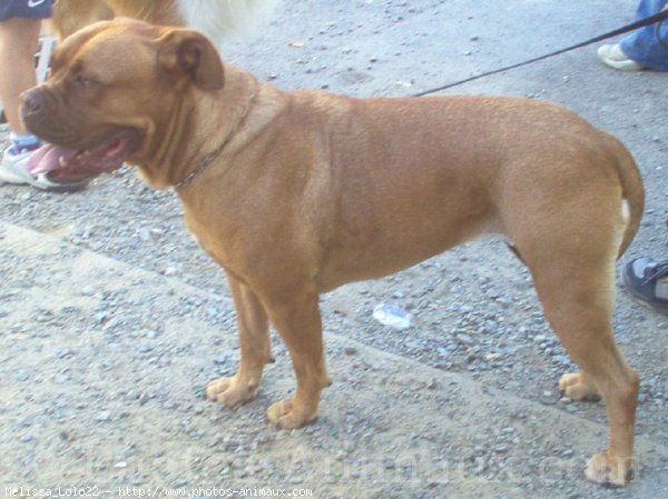 Photo de Dogue de bordeaux