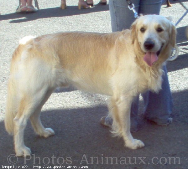 Photo de Golden retriever