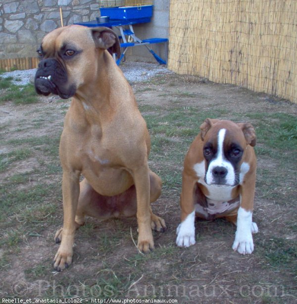 Photo de Boxer