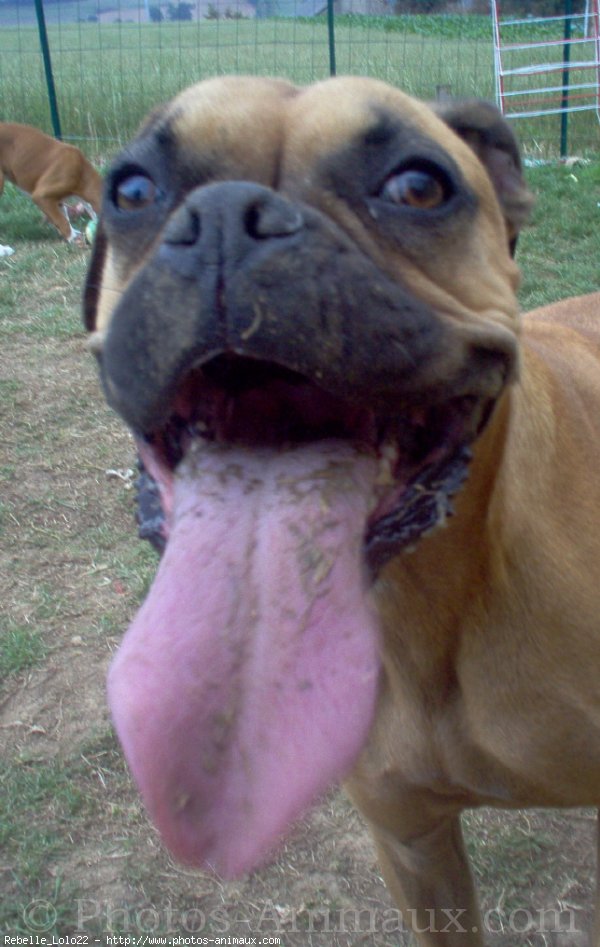 Photo de Boxer