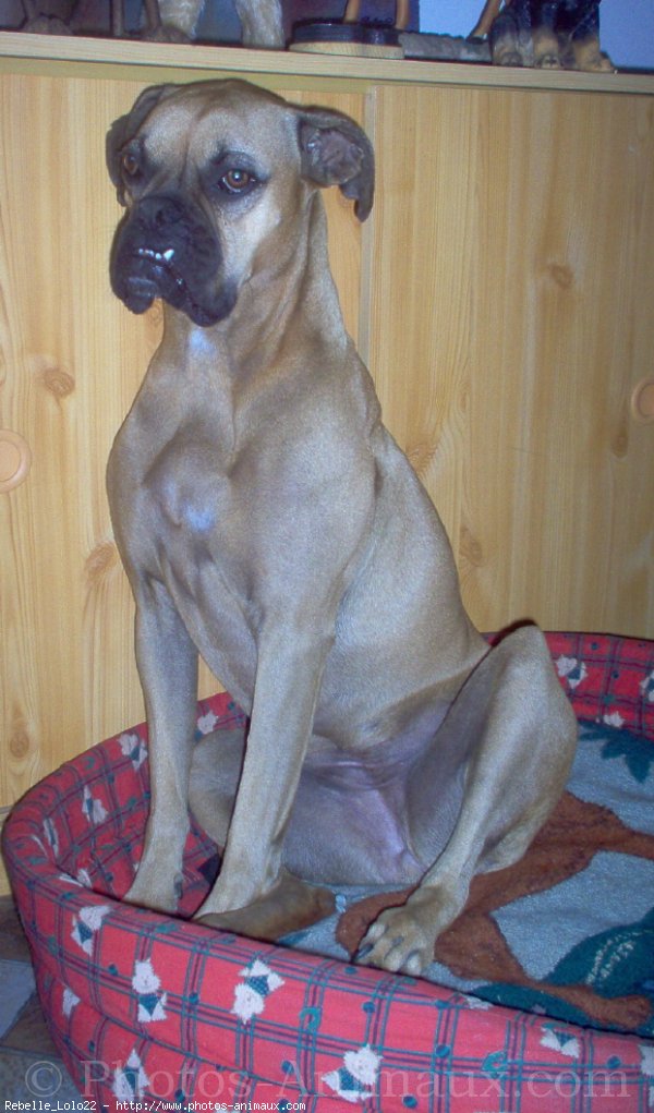 Photo de Boxer