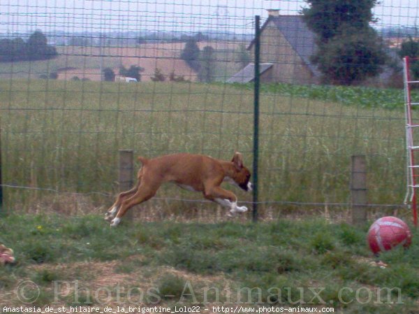 Photo de Boxer