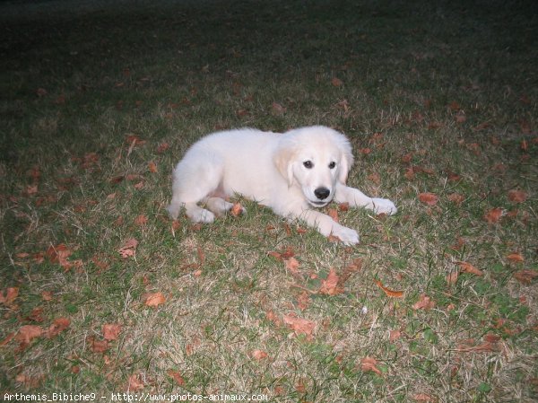 Photo de Golden retriever