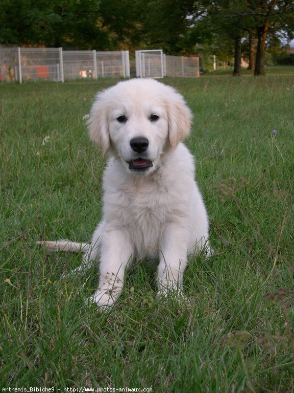 Photo de Golden retriever