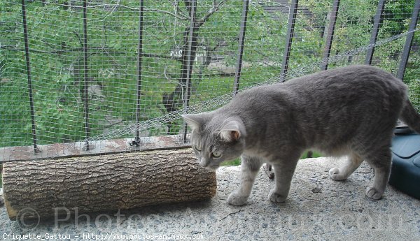 Photo de Chat domestique