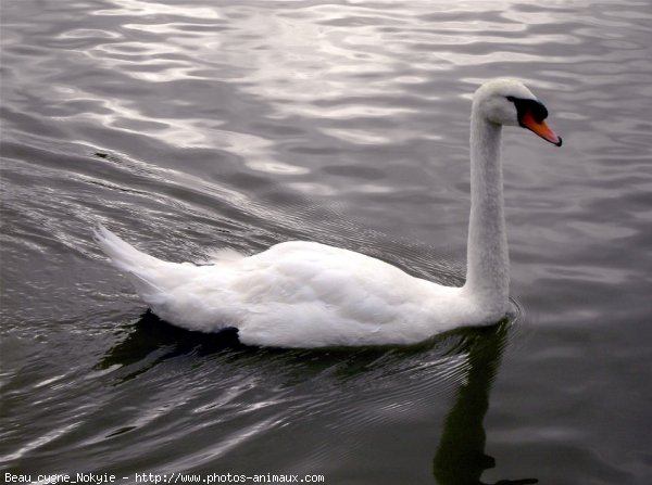 Photo de Cygne