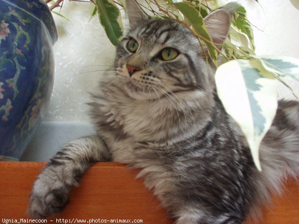 Photo de Maine coon