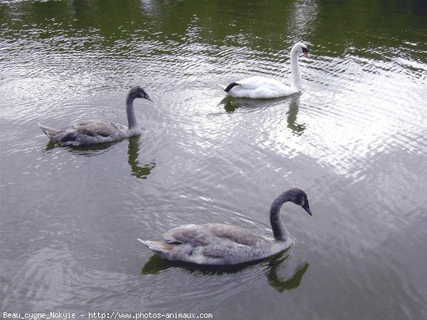 Photo de Cygne