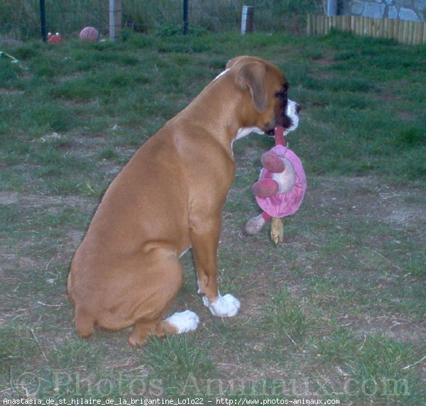 Photo de Boxer