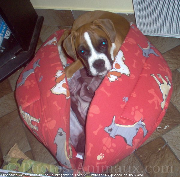 Photo de Boxer