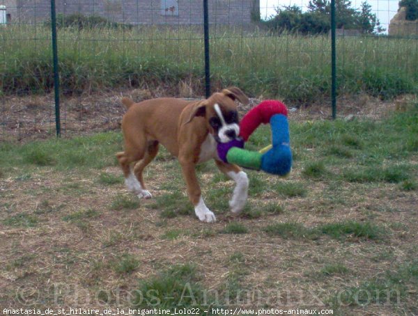 Photo de Boxer