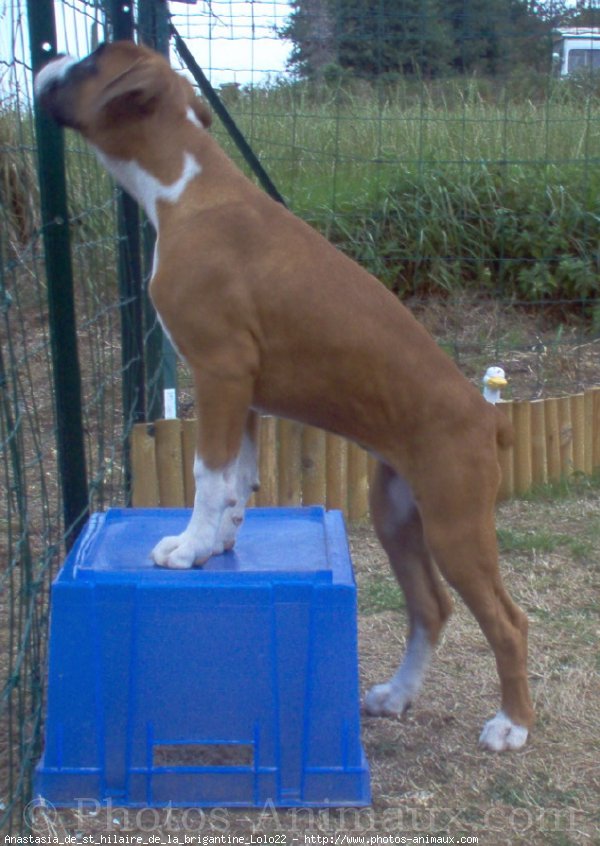 Photo de Boxer