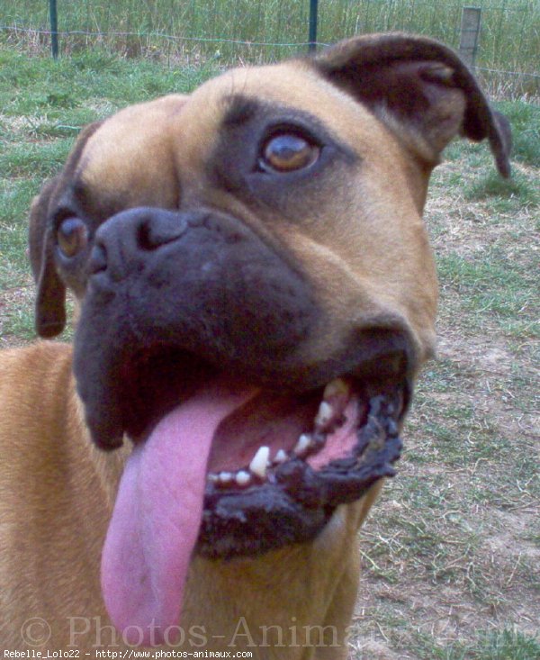 Photo de Boxer