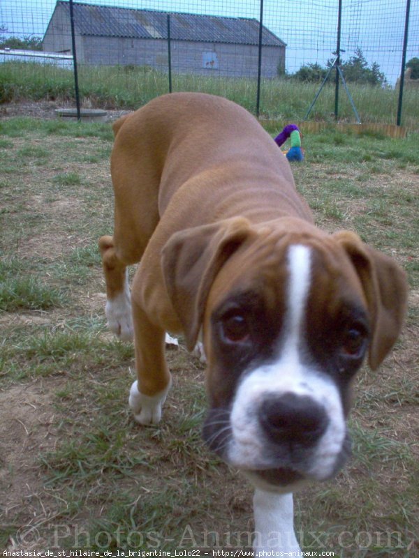 Photo de Boxer