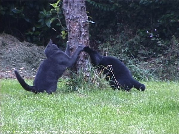 Photo de Chat domestique