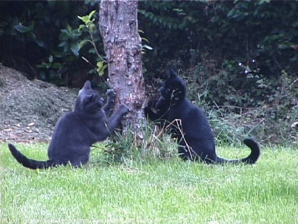 Photo de Chat domestique