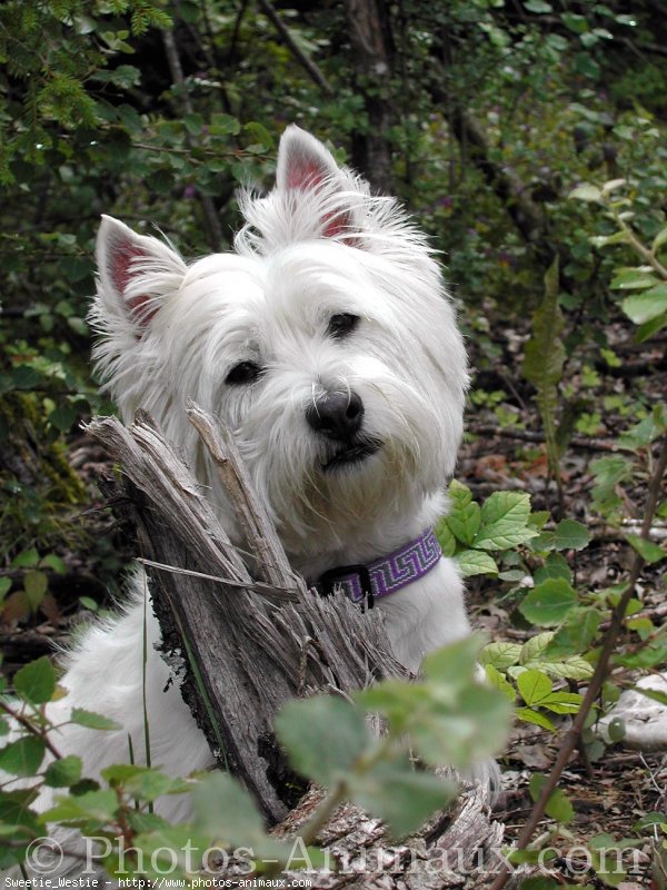 Photo de West highland white terrier