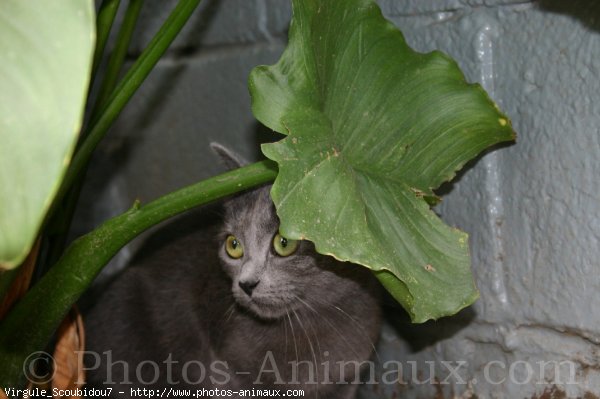 Photo de Chat domestique