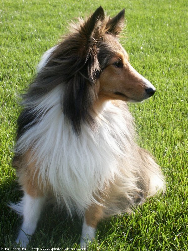 Photo de Chien de berger des shetland