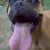 Photo de Boxer