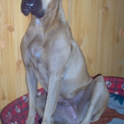 Photo de Boxer