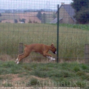 Photo de Boxer