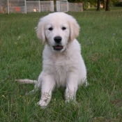 Photo de Golden retriever