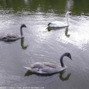 Photo de Cygne