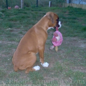 Photo de Boxer