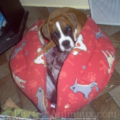 Photo de Boxer