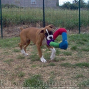 Photo de Boxer