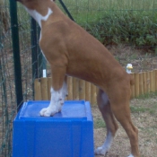 Photo de Boxer