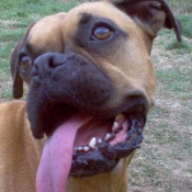 Photo de Boxer