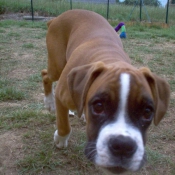 Photo de Boxer