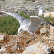 Photo de Mouette