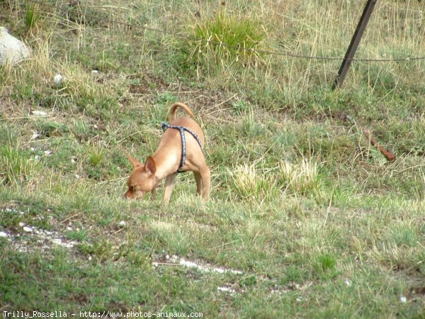 Photo de Pinscher nain