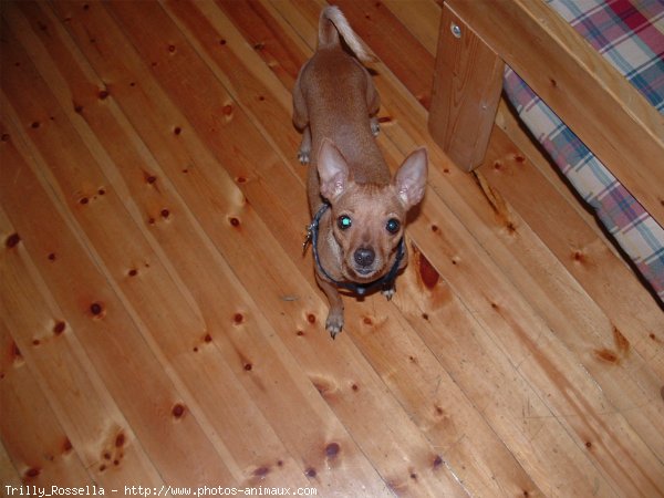 Photo de Pinscher nain