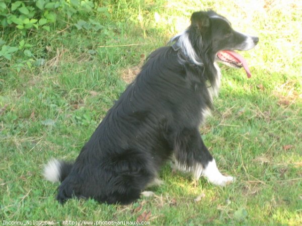 Photo de Border collie