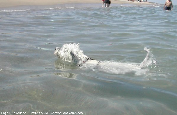 Photo de West highland white terrier