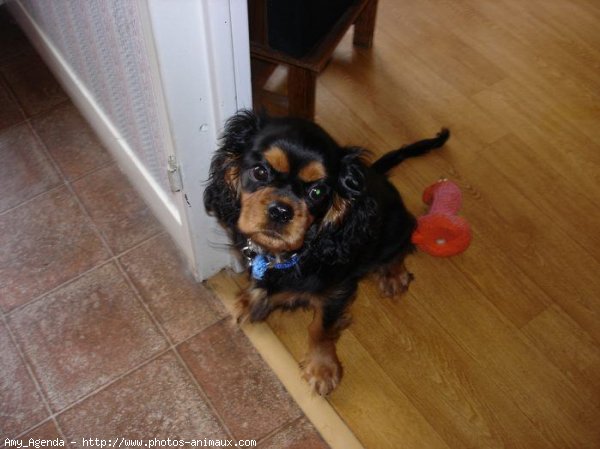 Photo de Cavalier king charles spaniel