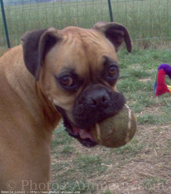 Photo de Boxer