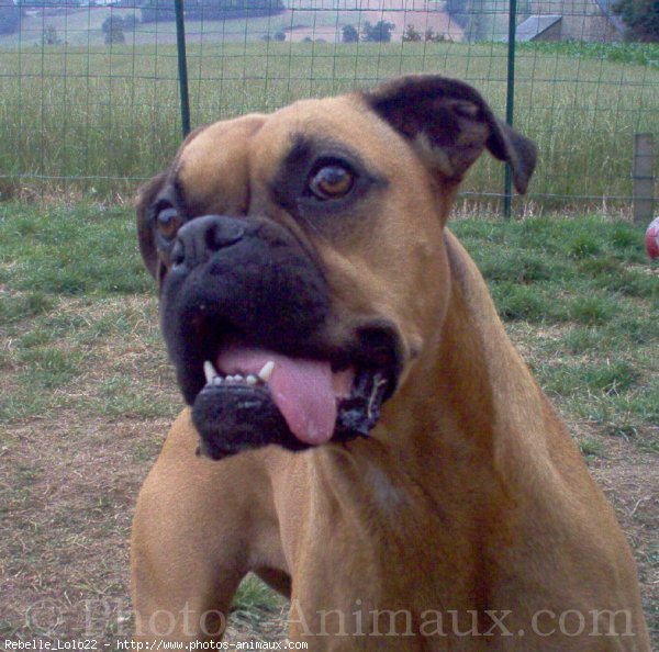 Photo de Boxer