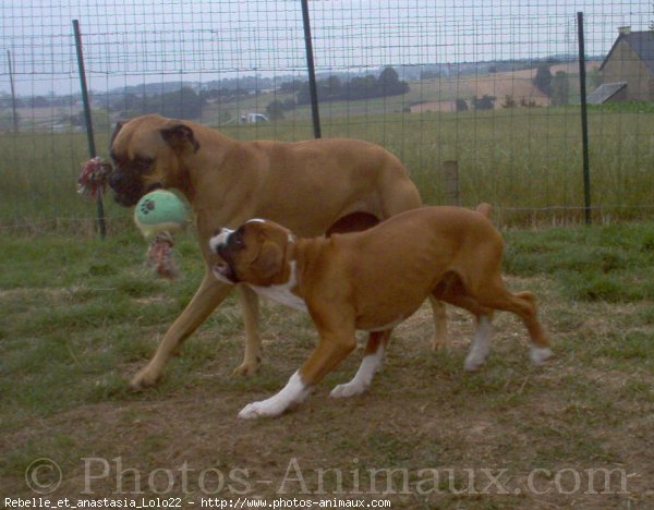 Photo de Boxer