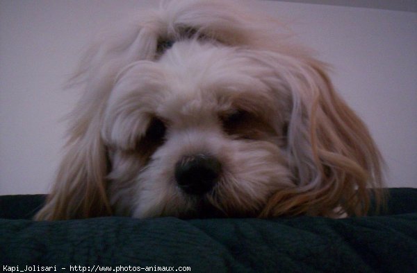 Photo de Lhassa apso