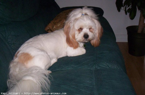 Photo de Lhassa apso