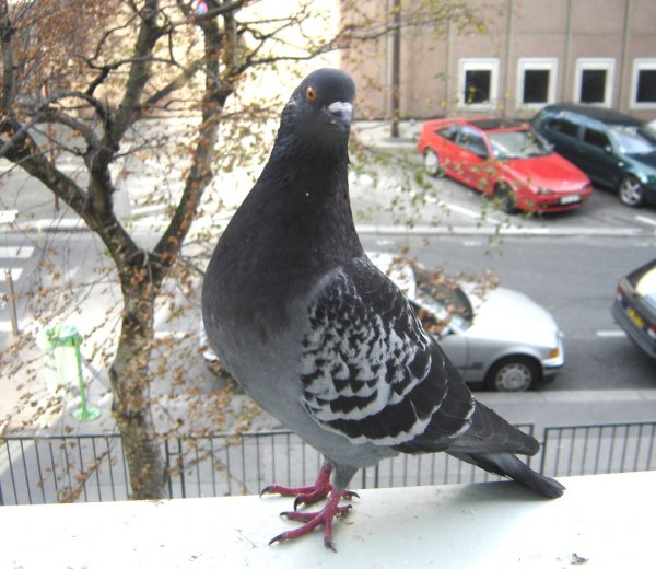 Photo de Pigeon