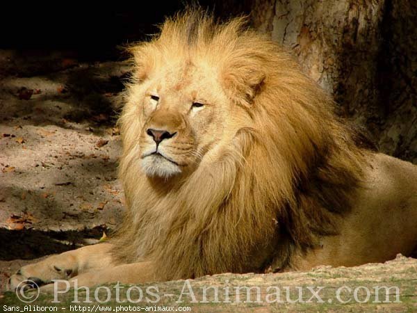 Photo de Lion