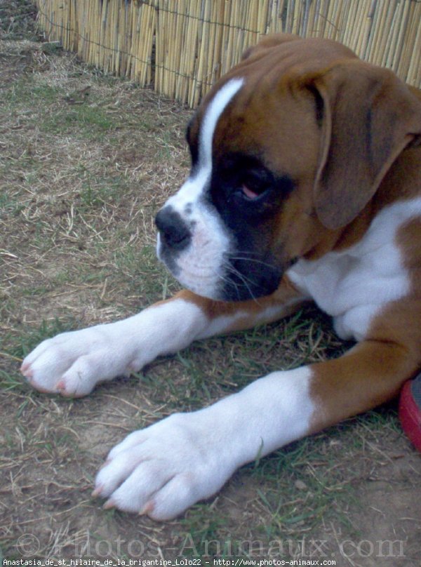 Photo de Boxer