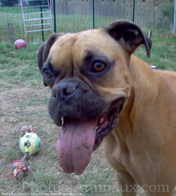 Photo de Boxer